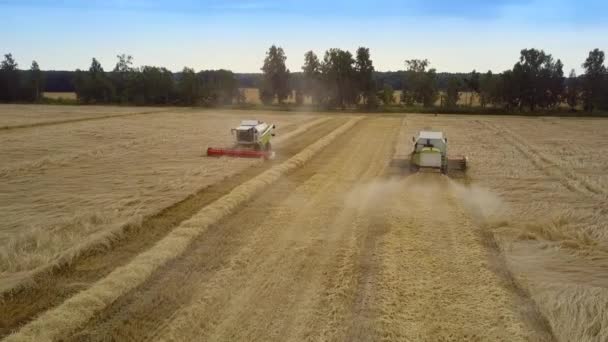 Mähdrescher ernten reiche Weizenernte und machen Strohrollen auf dem Feld — Stockvideo