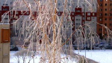 hoarfrost City ile kaplı ince huş ağacı dalları