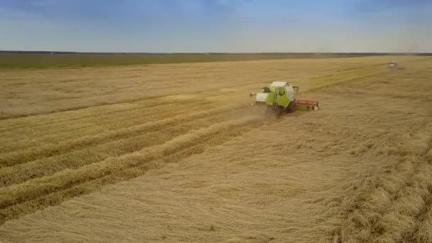 Upper view wheat field with combines gathering harvest — Stock Video