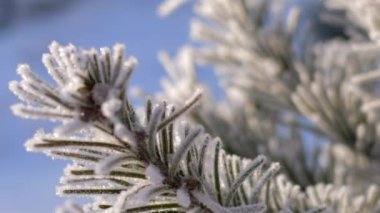 makro odak değişiklikleri Çam iğneleri hoarfrost içinde gösterilen 
