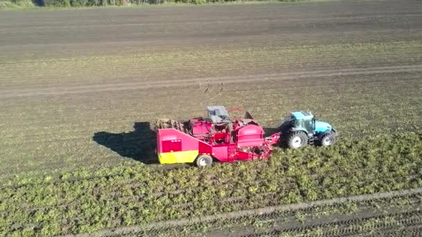 Moscas drone perto de colheitadeira em tira de campo de batata não cortada — Vídeo de Stock
