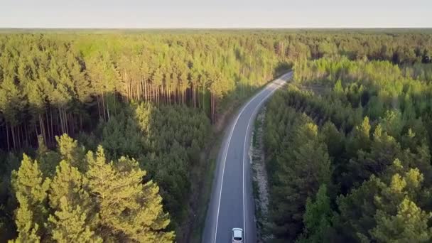 Coucher du soleil pins arbres sommets voitures conduire le long de l'autoroute — Video