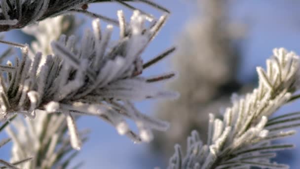 Focus changes from pine needles in hoarfrost to fir tree — Stock Video