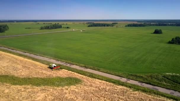 车辆沿着农村公路行驶, 经过小麦农田 — 图库视频影像
