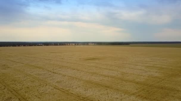 Movimento superior sobre o campo com rica colheita de centeio contra o céu — Vídeo de Stock