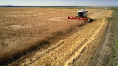 Buğday alan kenarında hasat kırmızı geniş kesimli ölüm meleği ile çalışır
