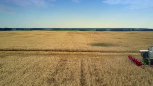 Luchtfoto combineren plukt overvloedige rogge gewas op veld — Stockvideo
