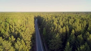 gökyüzü altında geniş sürekli bir ormanlık alan çam üstleri temizleyin