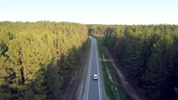 Letecký pohyb nad silnicí s vozem mezi borovým lesem — Stock video