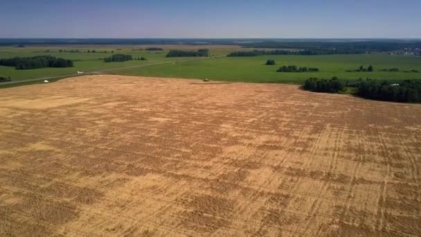 Campos de trigo dorado se extendía entre la naturaleza verde pacífica — Vídeos de Stock