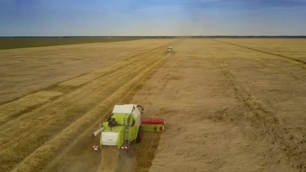 Flycam se mueve de combinar a cosechadora sobre el campo de trigo — Vídeo de stock