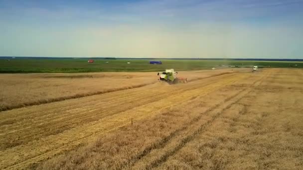 Bird eye view skördare fungerar i vetefält på ängen — Stockvideo