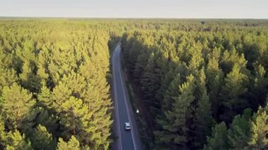 kuş gözü uçuş yolda araba ile büyük ormanlık alanın üzerine