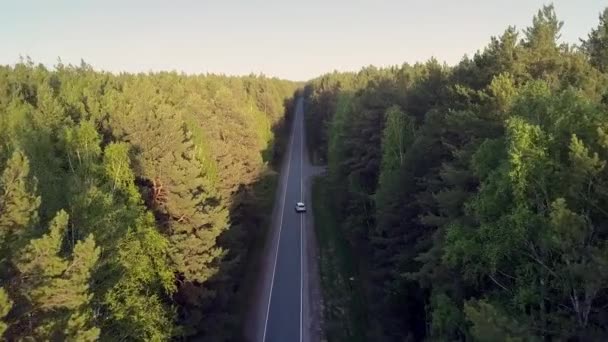 漂亮的上景道路运行之间的阳光明媚的松树 — 图库视频影像