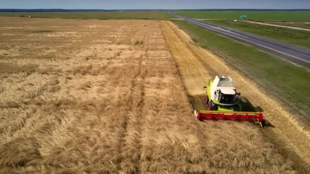 Aerial view yellow wheat gathered by harvesting machine — Stock Video