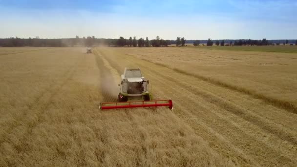 Vista aerea mietitrice opera con grano in campo giallo — Video Stock