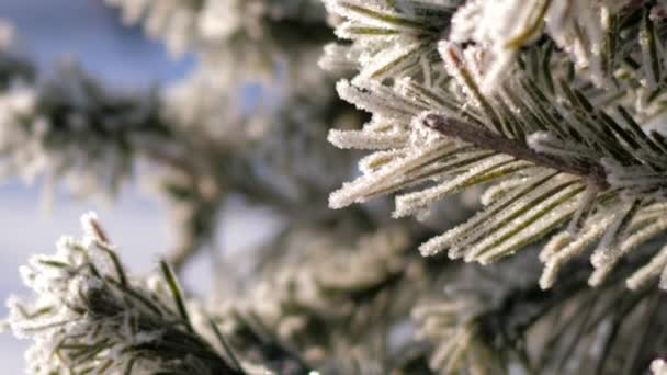 Macro focus cambia agujas de rama de pino en hoarfrost — Vídeos de Stock