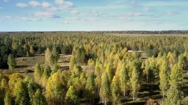 Вид на пташине око величезний сосновий березовий ліс на сонячний осінній день — стокове відео
