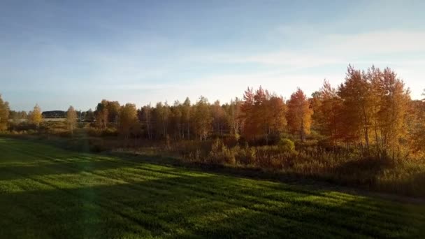 Birken werfen im Abendlicht lange Schatten auf Feld — Stockvideo