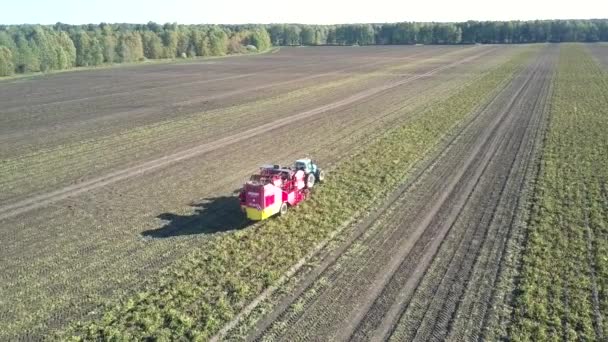 Aerial modern powerful combine harvests potato on field — Stock Video