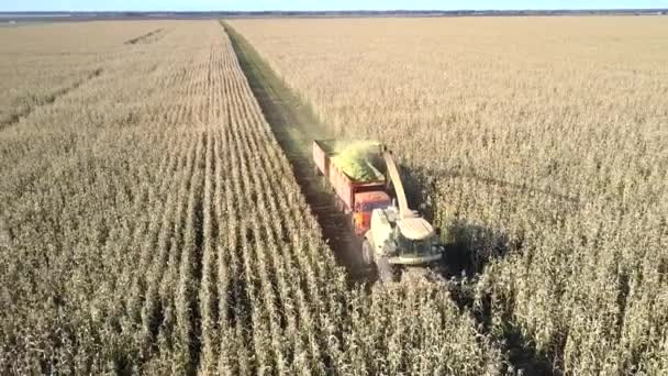 Flycam hangs over corn harvester making wide track on field — Stock Video