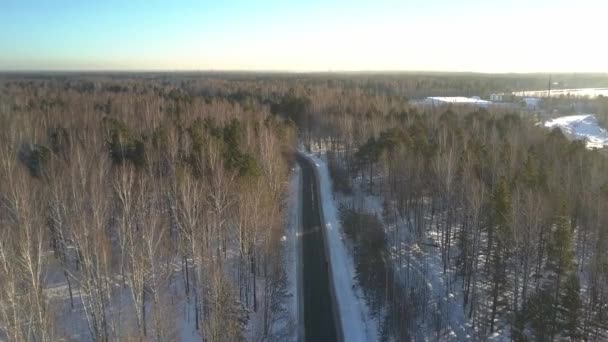 Aerial motion over birch and pine wood crossed by empty road — Stock video