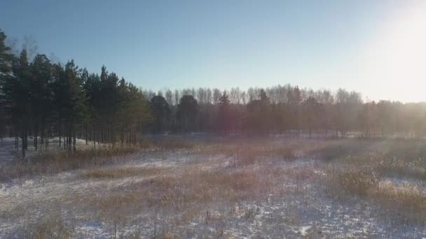 Upper motion over snowy glade in old pine and birch wood — Stockvideo