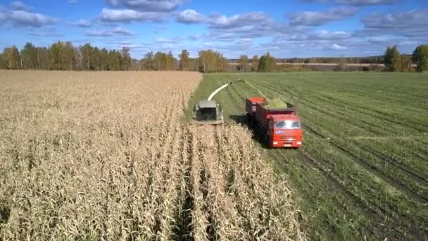 Bovenste deelvenster kuilvoer maïs harvester snijdt stengels giet in vrachtwagen — Stockvideo