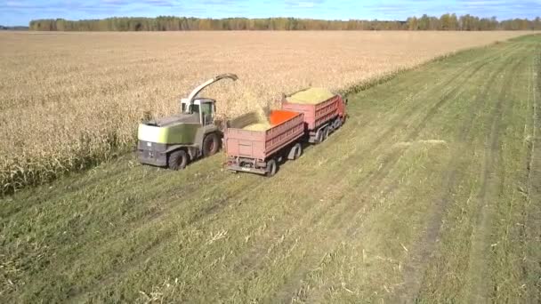 Ensilage harvester verzamelt maïs gebladerte voor groene voedergewassen — Stockvideo