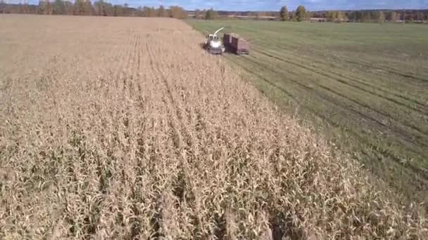 Luchtfoto voedergewassen chopper giet maïs massa in aanhangwagen — Stockvideo