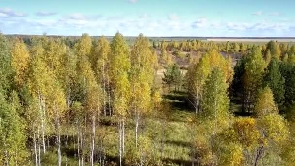 Aerial motion over lacy yellow birch trees against fields — Stock Video
