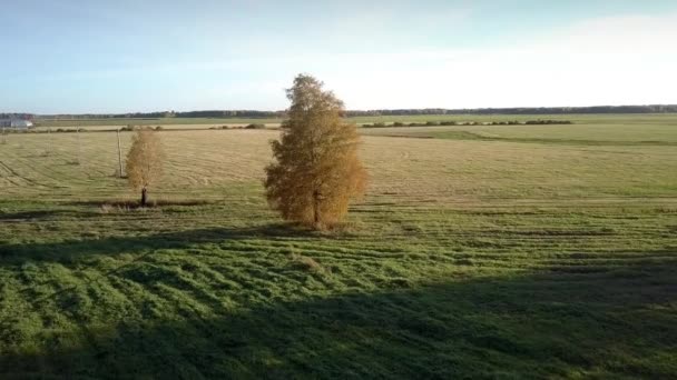 Vista aérea ilimitada campo verde con solitario árbol amarillo — Vídeos de Stock