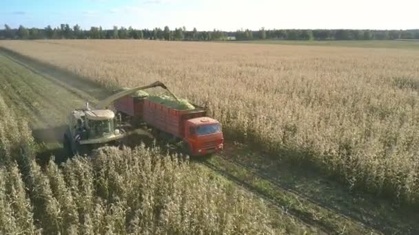 Máquina corta, costeletas e descarrega plantas de milho em transporte — Vídeo de Stock