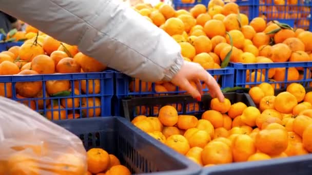 Close girl hand shifts tangerines from one box to another — Stock Video