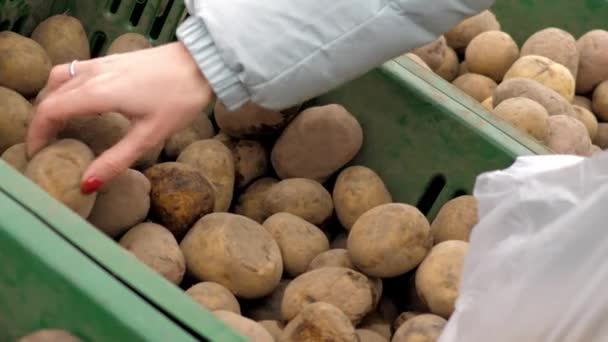 Zavřete žena vybere kvalitní brambory vloží do sáček — Stock video