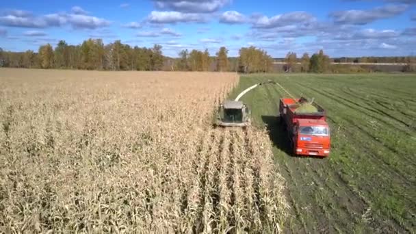 Luchtfoto ensilage harvester verzamelt maïs gebladerte voor voedergewassen — Stockvideo