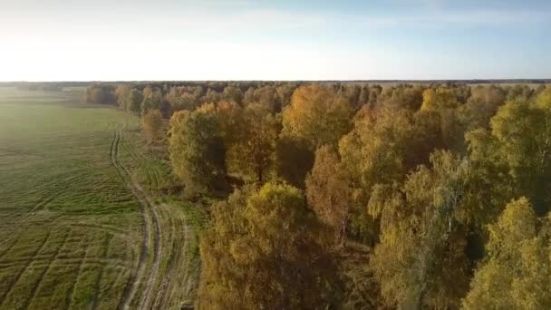 Vol aérien au-dessus du bois de bouleau jaune par champ vert — Video