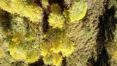 Uçağın dikey olarak sarı ağaç çam ağaçları arasında üzerinde yükselir.