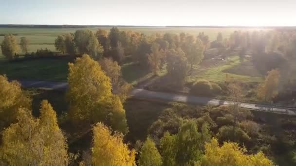 Vista aérea bosque de vidoeiro amarelo no outono neblina da luz solar — Vídeo de Stock