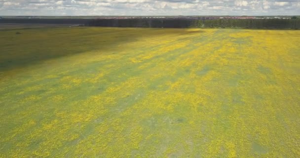 Havadan görünümü gölgeli güneşli karahindiba meadows bulutlu gökyüzü altında — Stok video