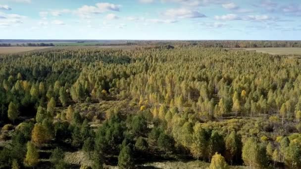 Luftaufnahme alter Wald gegen grenzenlosen Himmel mit Wolken — Stockvideo