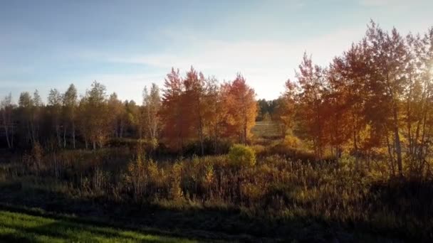 Vista aérea abedules de oro en el bosque viejo contra el sol de la noche — Vídeo de stock