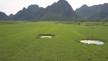 geleneksel şapka bizzat havadan görünümü olgun fıstık toplar