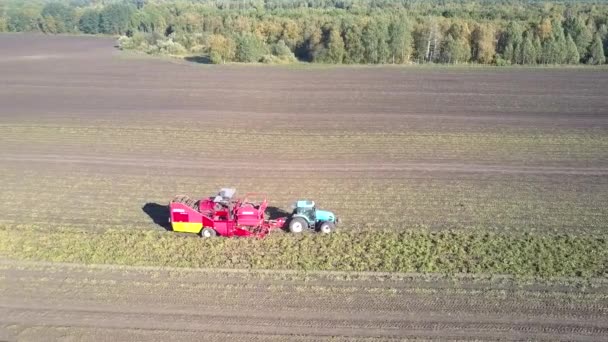 Tractor aéreo tira de la cosechadora en el campo de patatas por bosque — Vídeos de Stock