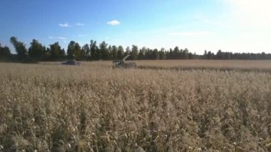 kamyon yaklaşımlar hasat makinesi olgun Mısır yüklemek için