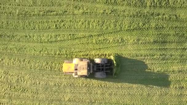 Vertical view special bulldozer levels corn silage in pit — Stock Video