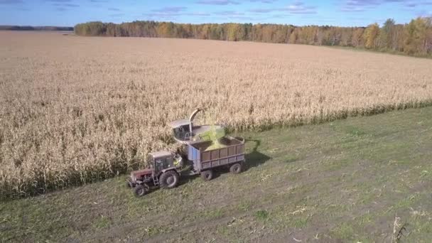 Mähdrescher mit Traktor und LKW sammelt Maismasse — Stockvideo