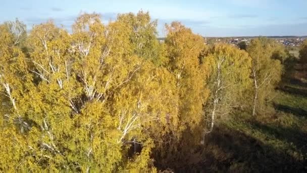 Vidoeiros de vista superior com folhas amarelas abaixo do céu da tarde — Vídeo de Stock