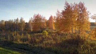 batan güneşin uzun gölgeler yapma birches parlar