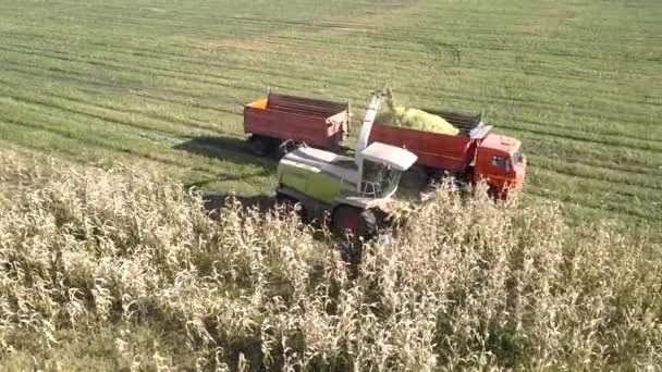 Ensilage skördare samlar majs stjälkar häller massan i lastbil — Stockvideo